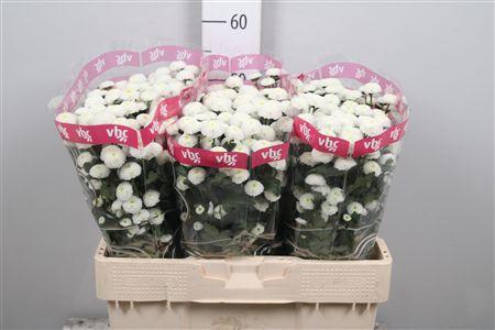 <h4>Chr S Pizarro</h4>