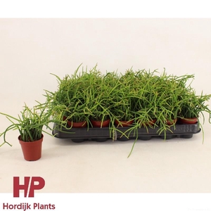 Rhipsalis HP-Shaferi5,5