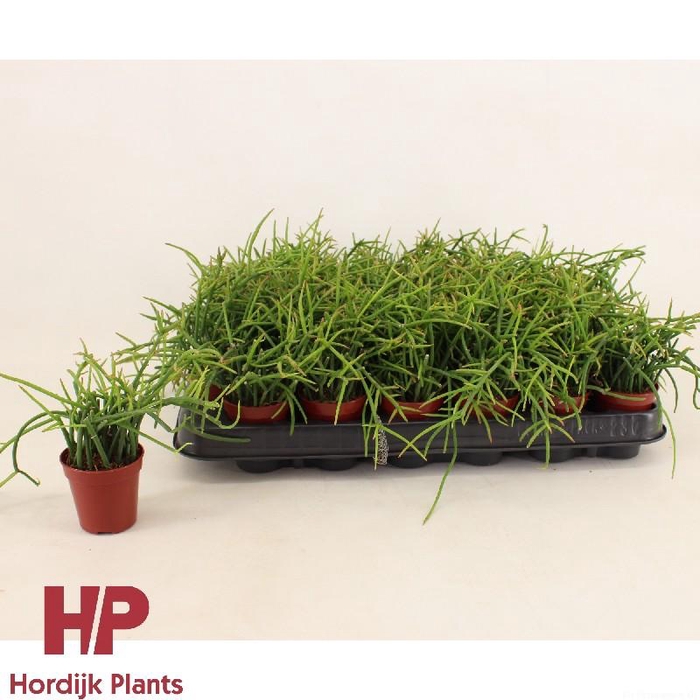 Rhipsalis HP-Shaferi5,5