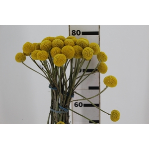 CRASPEDIA 070 CM