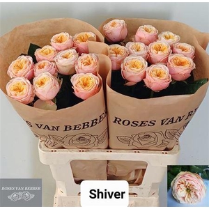 R Gr Shiver!