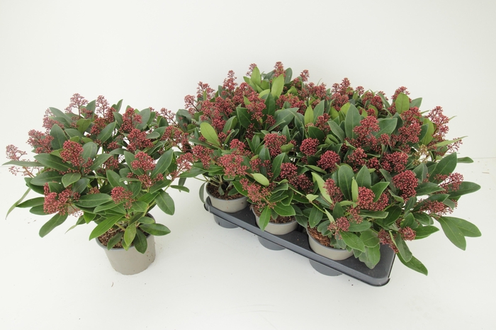 <h4>SKIM J RUBELLA</h4>