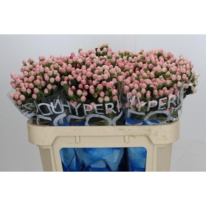 Hypericum Coco Casino