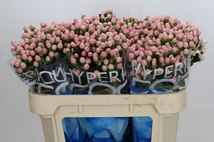 <h4>Hypericum Coco Casino</h4>