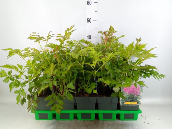 <h4>Astilbe japonica 'Mainz'</h4>