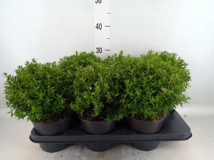 <h4>Myrtus communis</h4>