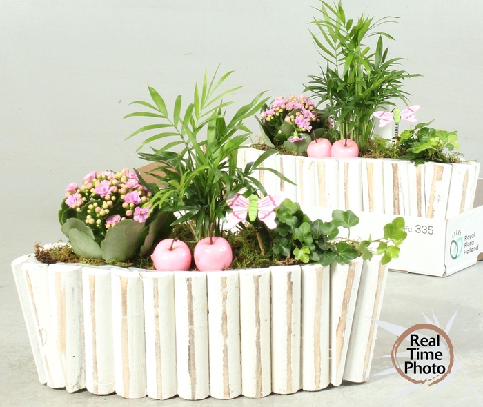 <h4>ARR KAMERPL</h4>