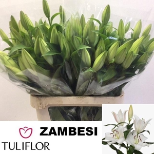LI OT ZAMBESI