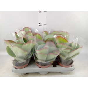 Kalanchoe NF thyrsiflora 'Red Lips'