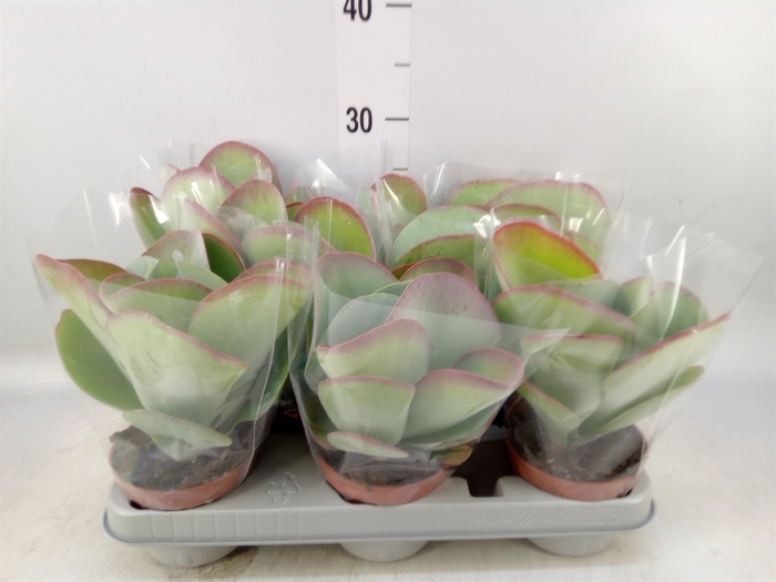 <h4>Kalanchoe NF thyrsiflora 'Red Lips'</h4>