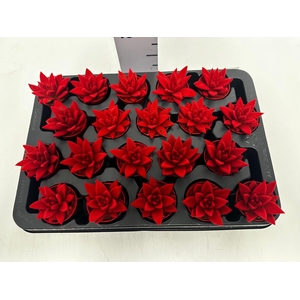 Echeveria Miranda 5,5Ø 8cm