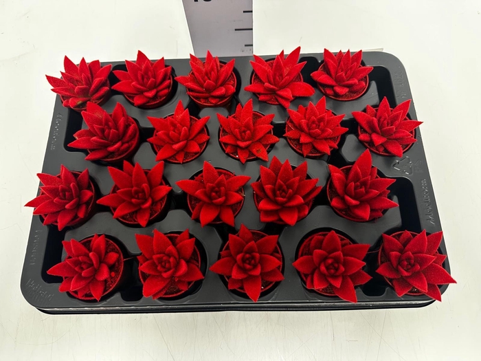 Echeveria Miranda 5,5Ø 8cm