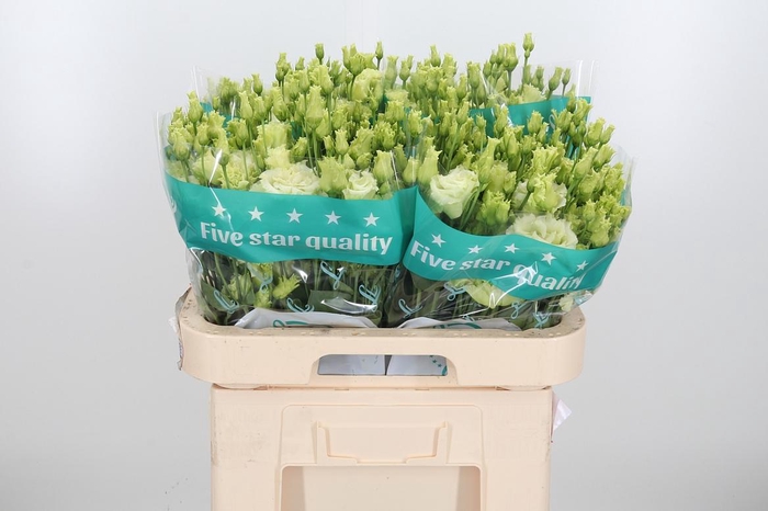 <h4>Eus G Alissa Green</h4>