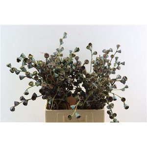 EUCA GLOBULUS PER BUNCH