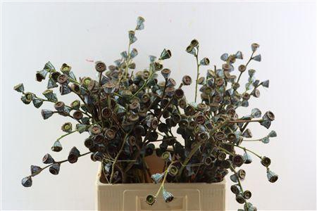 <h4>EUCA GLOBULUS PER BUNCH</h4>