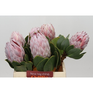 Protea Cynaroides