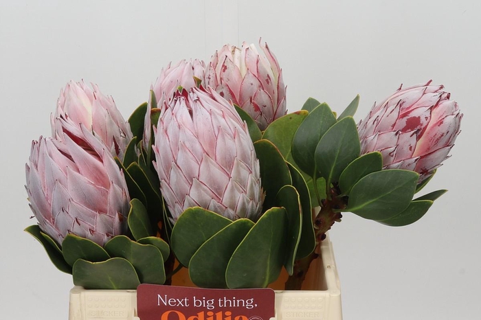 <h4>Protea Cynaroides</h4>