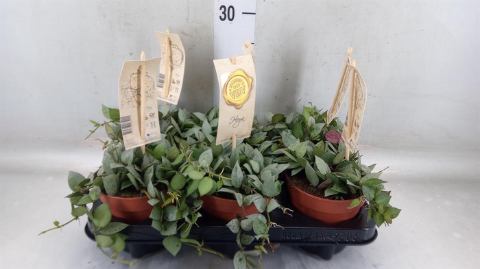 <h4>Hoya krohniana 'Eskimo'</h4>