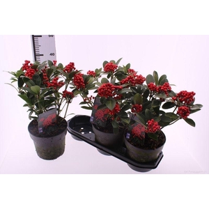 Skimmia j. 'Temptation'