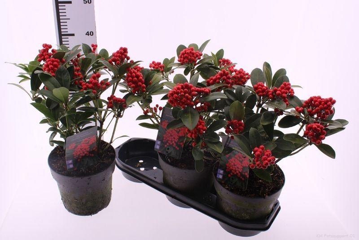 <h4>Skimmia j. 'Temptation'</h4>