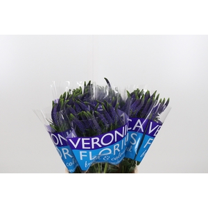 Veron Smart Navy