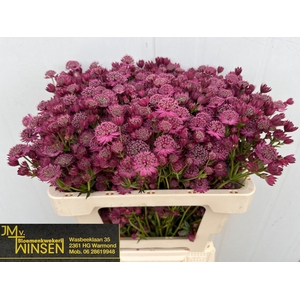 ASTR PURPLE SENSATIO
