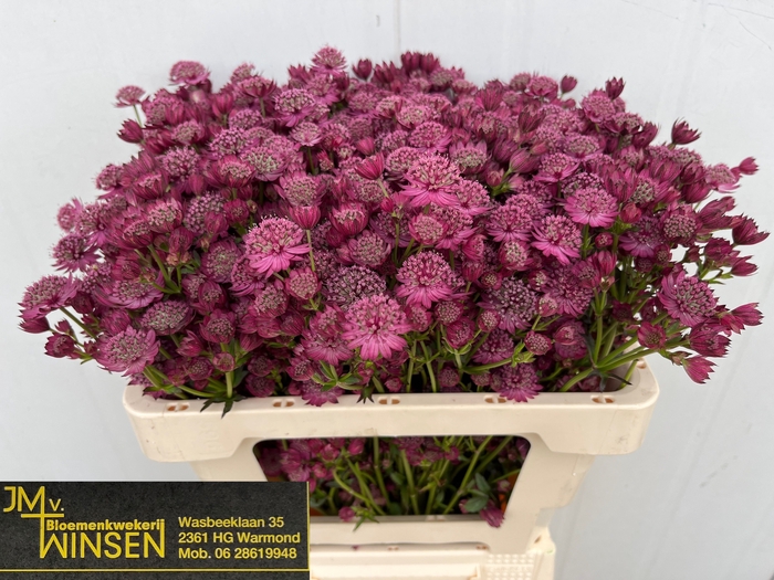 <h4>ASTR PURPLE SENSATIO</h4>