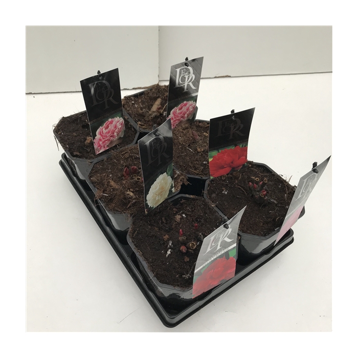 <h4>Paeonia mix in tray</h4>