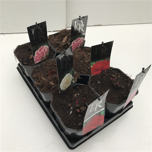 Paeonia mix in tray