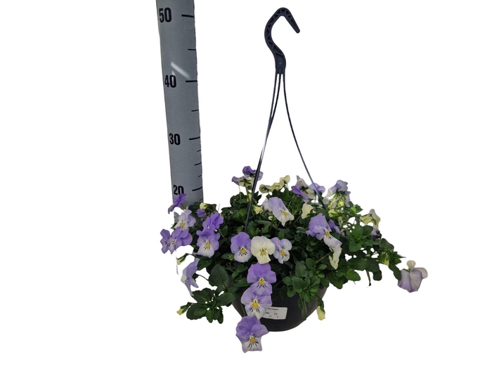 <h4>VIO WI CO WA FROST</h4>