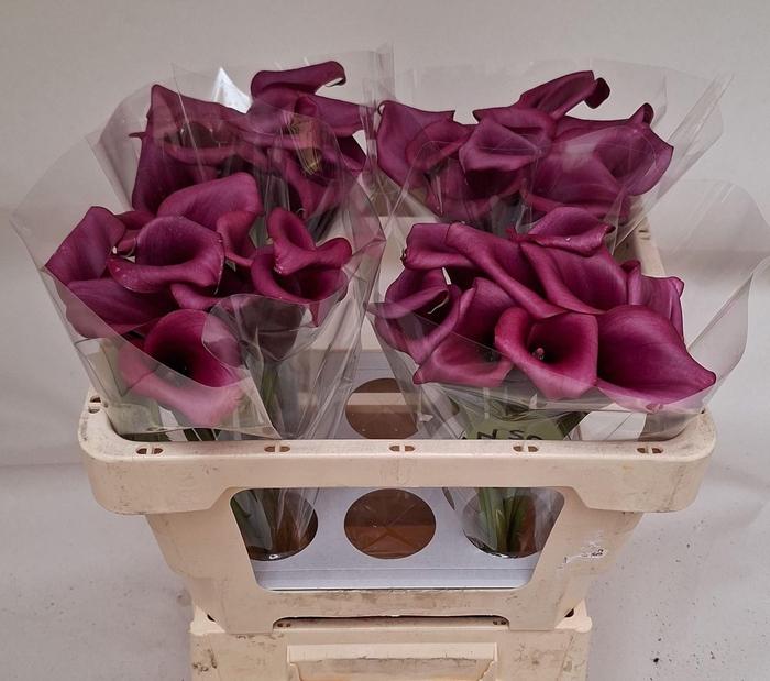 <h4>CALLA DURBAN ZANT DURBAN</h4>