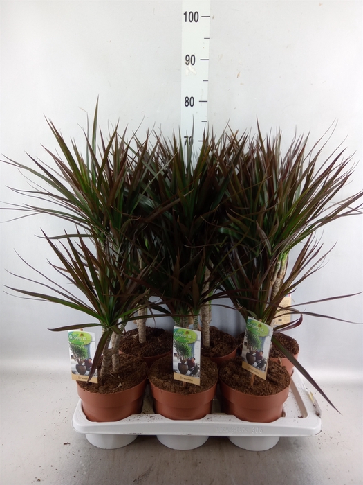 <h4>Dracaena marg. 'Magenta'</h4>