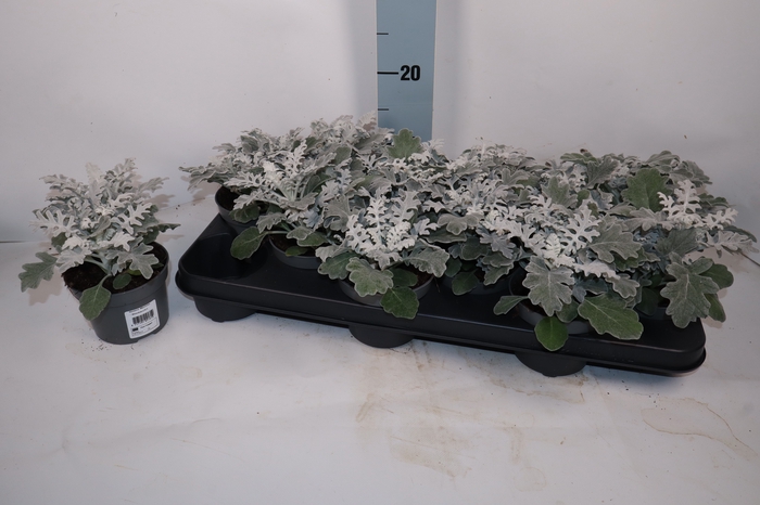<h4>JACOBAEA MARITIMA</h4>
