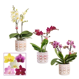 Phalaenopsis multiflora 2 tak mix in Estelle (Craft world-collec