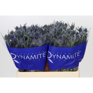 Eryngium Blue Dynamite