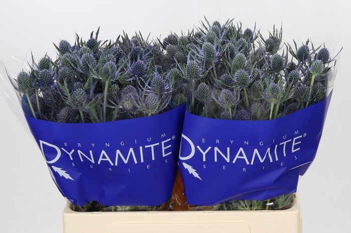 <h4>Eryngium Blue Dynamite</h4>