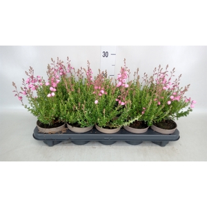 Daboecia cantabrica 'Purpurea'