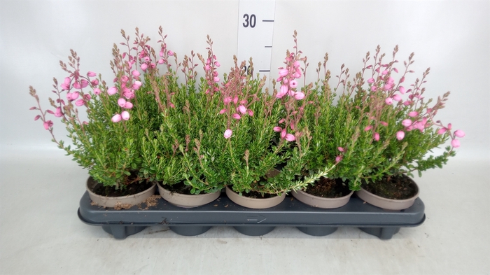 <h4>Daboecia cantabrica 'Purpurea'</h4>