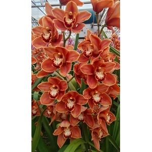 CYMB T MRS BRITNEY 60 CM