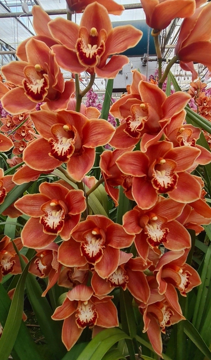 <h4>CYMB T MRS BRITNEY 80 CM</h4>