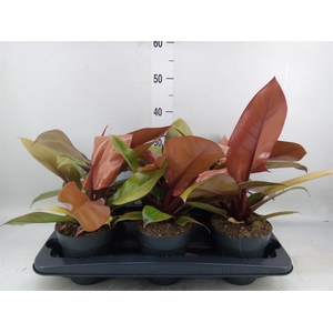 Philodendron  'Prince Of Orange'