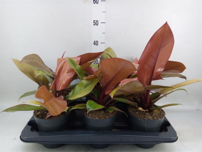 <h4>Philodendron 'Prince Of Orange'</h4>