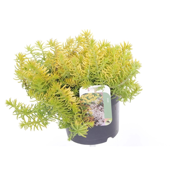 <h4>Sedum reflexum Angelina</h4>