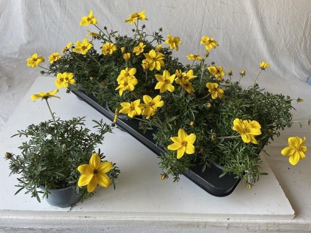 <h4>BID ELDORO GRANDE</h4>