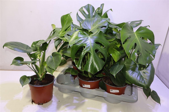 <h4>arr8 Monstera Deliciosa</h4>