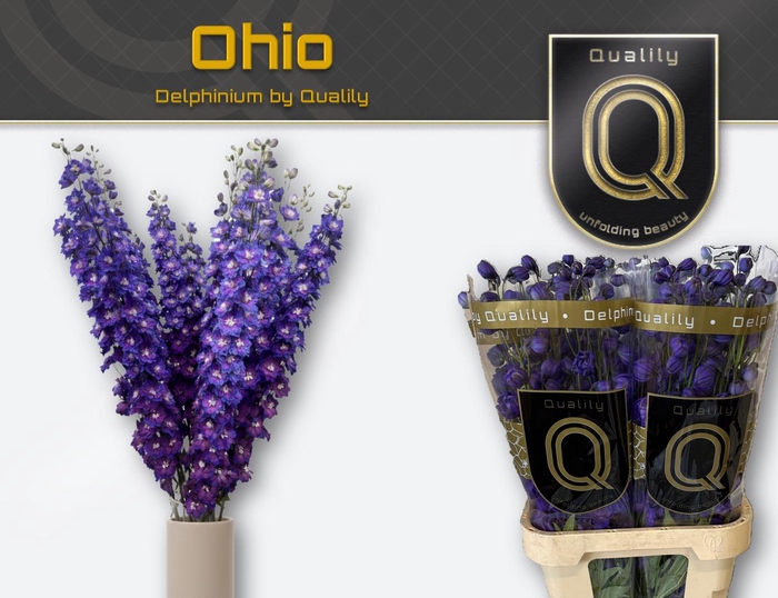 <h4>DELPH DU OHIO 90CM X40</h4>