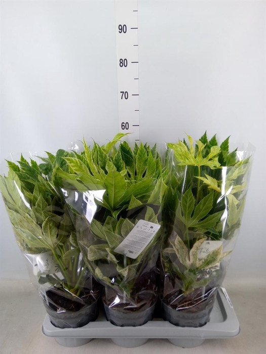 <h4>Fatsia japonica 'Variegata'</h4>