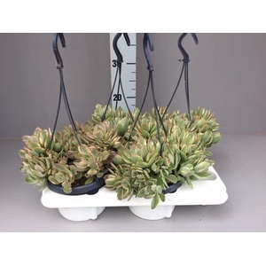 Crassula