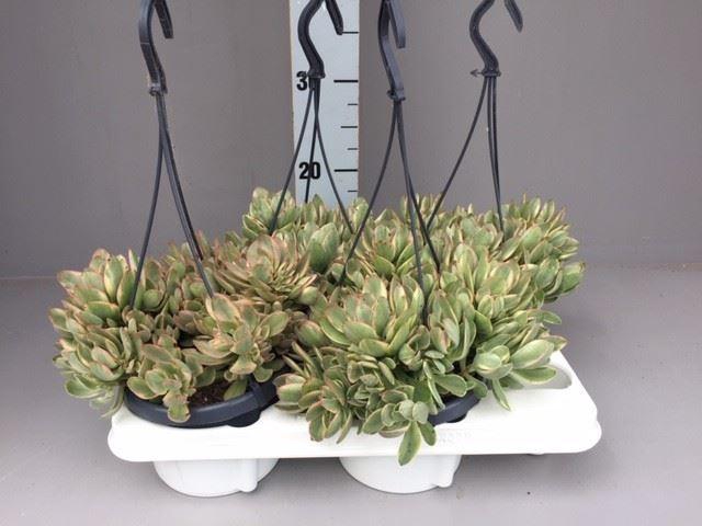 <h4>Crassula</h4>
