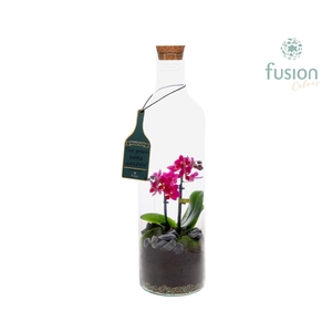 Green Bottle Fles Large met Phalaenopsis